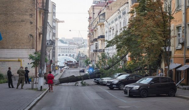 У Києві величезне дерево розтрощило "донецький" джип (фото)