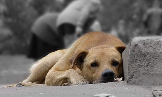 У Львові зроблять «досьє» на кожного безпритульного пса