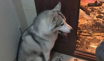 Что может сделать с квартирой хаски за 3 часа 
