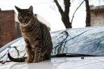 Котик на авто. Фото Freepik