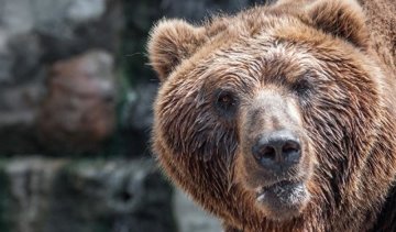 Медведица разорвала ребенка в Канаде