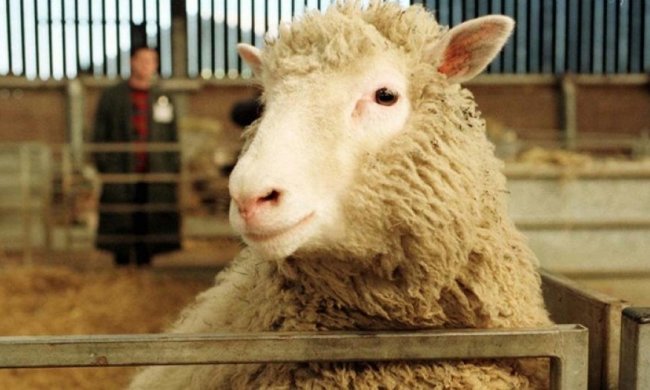 Кумедна вівця стала зіркою мережі
