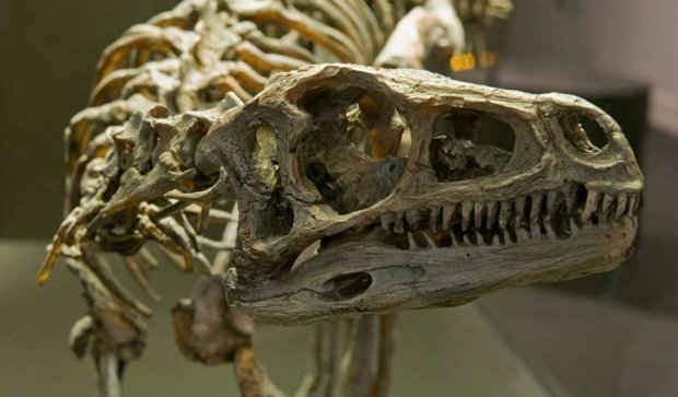 Вчені висунули нові версії гибелі динозаврів 