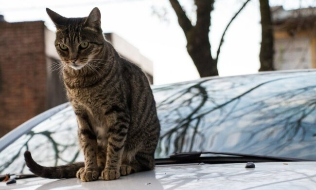 Котик на авто. Фото Freepik