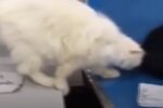 Кошка после лечения, скриншот видео