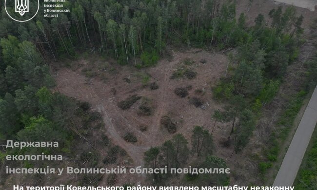 незаконная вырубка деревьев