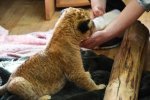 Живодеры притащили живого львенка на детский утренник: от его измученного вида у детей разрывалось сердце