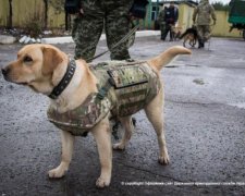 Волонтери привезли  бронежилети для собак у зону АТО (відео)