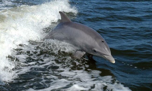 Природа віддячила Криму за порожні пляжі