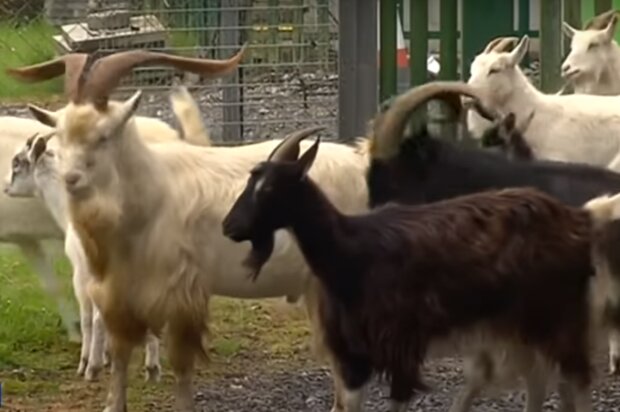 В Черновцах стадо коз оккупировало больницу, забавное видео порвало сеть
