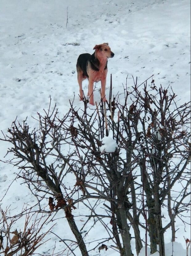 Собака з рожевою шерстю, фото: Соцмережі