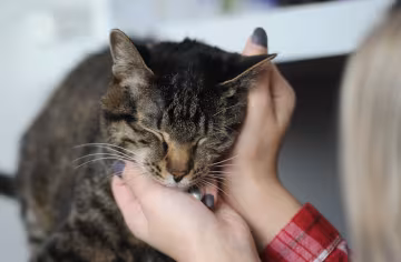 кошки способны помогать больным