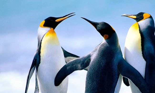 Бостон, сумасшедшая перестрелка Оттавы и Коламбуса