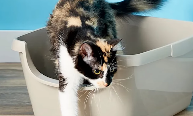 Котик та лоток, кадр з відео