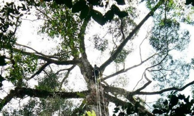 Ученые нашли самое высокое тропическое растение в мире