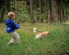 С цепи сорвались: власти решили нажиться на собачниках