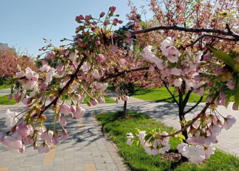 Весна, цветущая сакура, фото из соцсетей