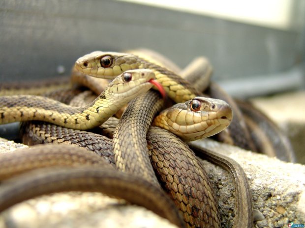 Воздушный змей своими руками: 7 идей