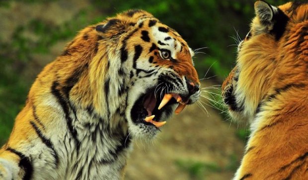 Тигрицу порвали на части на глазах у посетителей зоопарка (видео)