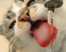 8 продуктів, що рятують у спеку