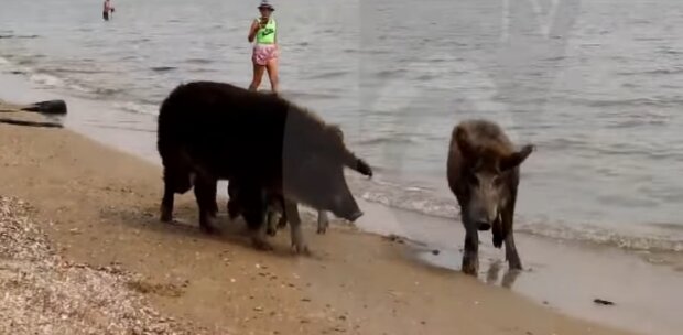 Свиньи пришли на пляж Мариуполя, скрин с видео