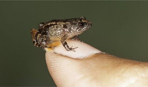 Наименьшую в мире лягушку нашли в индийских лесах