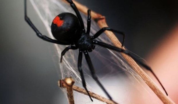 Ядовитый паук повторно укусил австралийца в интимное место