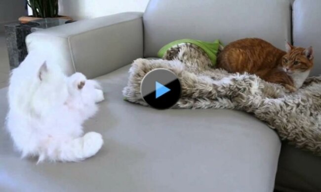 Как котов роботом пугали