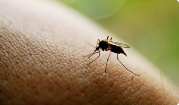 В Італії за сприяння комарам штрафуватимуть