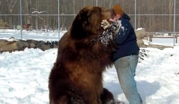 Дружба медведя и человека взрывает интернет (видео)