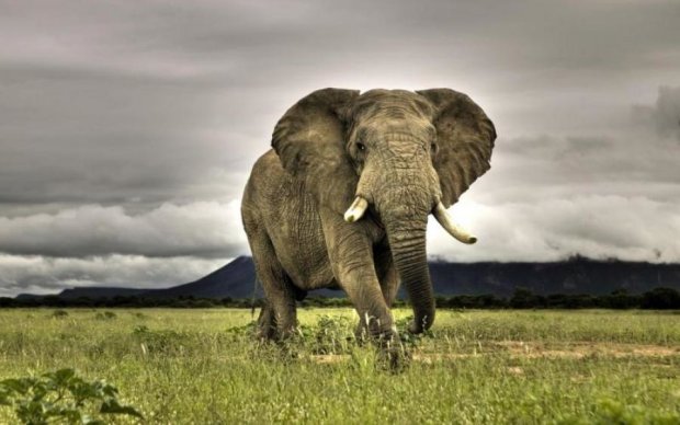 Педикюр, маникюр и массаж: в сети показали отпуск слонов