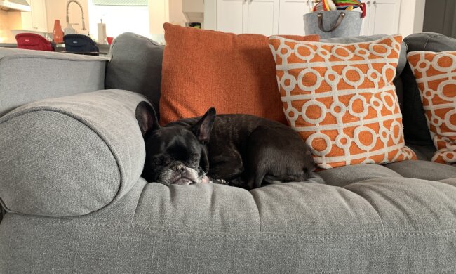 собака, фото Pxhere