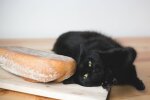кот, pxhere