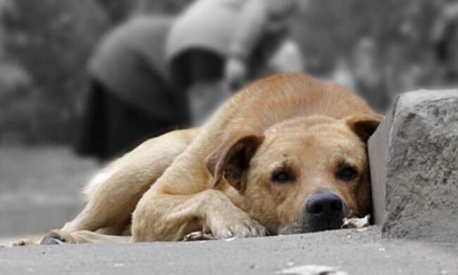 Бродячий пес, скріншот: YouTube