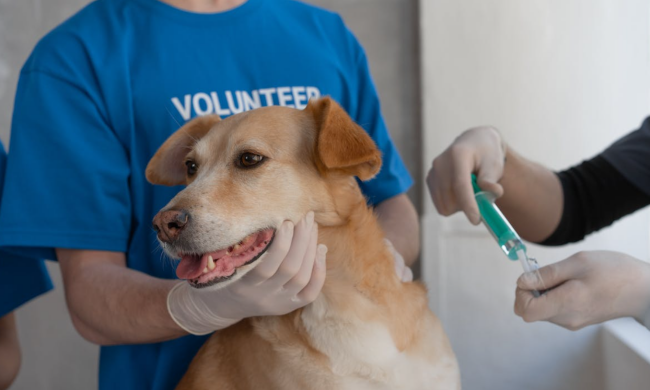 Собака / фото: Facebook