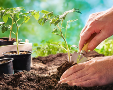 Посадка помідорів, зображення з вільних джерел
