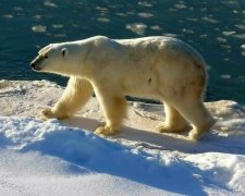 У Росії масове нашестя білих ведмедів: нападають на мешканців та атакують приміщення