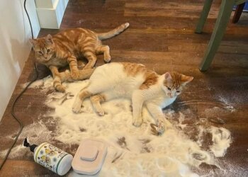 Котики, фото из соцсетей
