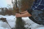 Коріння плодових дерев, скріншот: YouTube