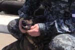 Собака Джессі, фото: facebook.com/MinistryofDefence.UA