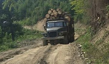 На Закарпатті варварськи вирубують ліс (фото)