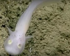На дне Тихого океана засняли редчайшую рыбу-призрака