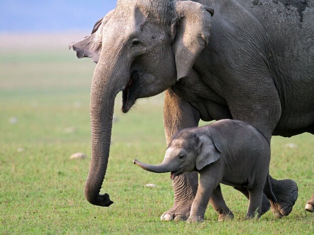 Слоны. Фото: OIR mobi
