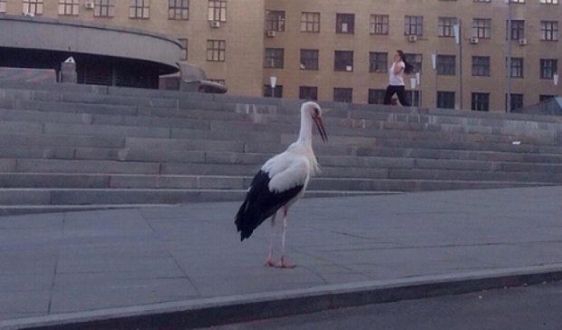 Белый аист прогулялся по центральной площади Харькова (фото)