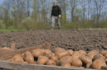 Посадка картофеля, изображение из свободных источников