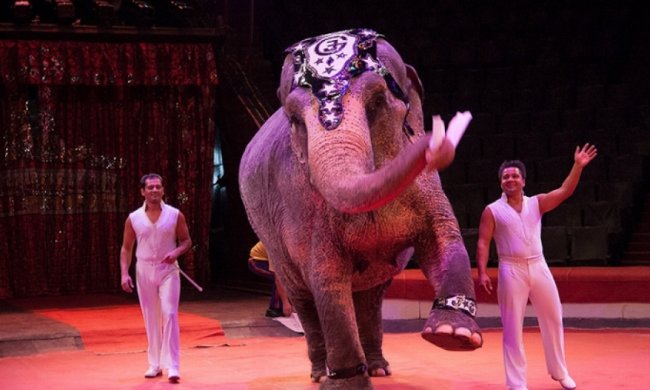 У Німеччині слониха втекла з цирку і поранила чоловіка