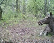 Зону отчуждения заселили бесстрашные хищники - не боятся ни людей, ни радиации