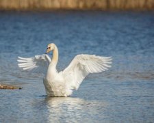 Самотній і жирний: туристи зіпсували життя лебедю