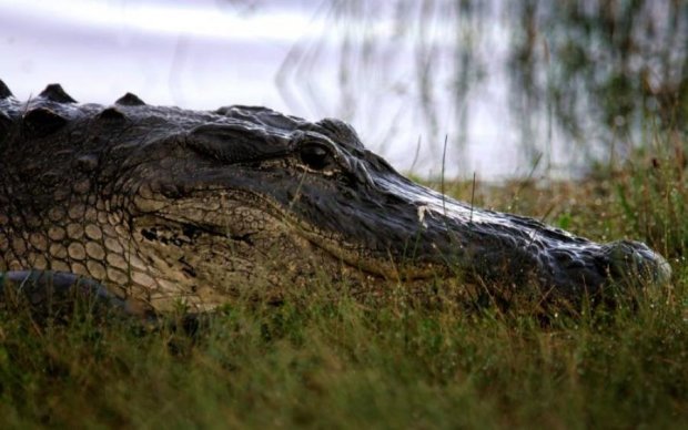 Крокодил полакомился неожиданным "подарком" с неба