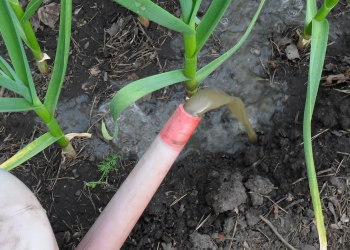 Подкормка чеснока, кадр из видео